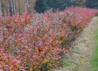 Czy warto ciąć borówki jesienią? Wady, zalety i korzyści jesiennego cięcia