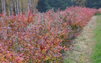 Czy warto ciąć borówki jesienią? Wady, zalety i korzyści jesiennego cięcia