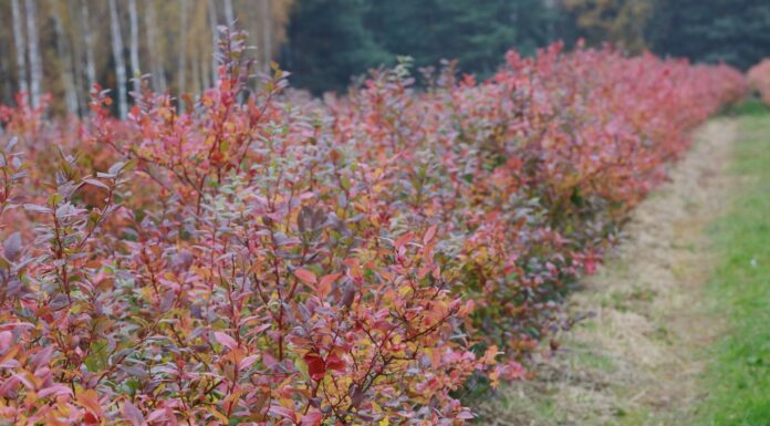 Czy warto ciąć borówki jesienią? Wady, zalety i korzyści jesiennego cięcia