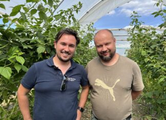 Maliny w glebie i bez pozostałości – ochrona biologiczna w trudnym sezonie