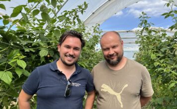 Maliny w glebie i bez pozostałości – ochrona biologiczna w trudnym sezonie