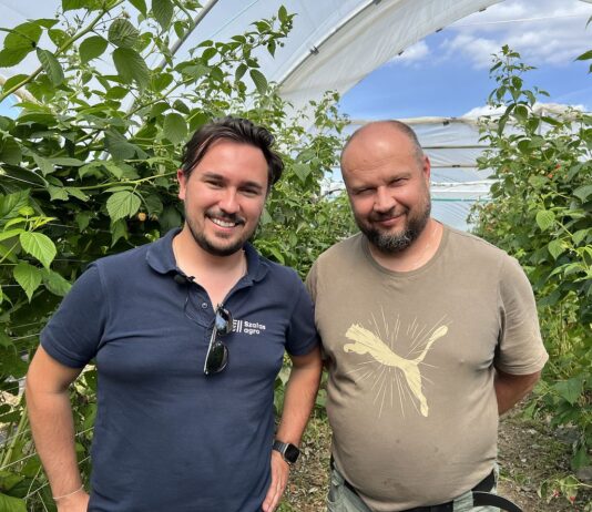Maliny w glebie i bez pozostałości – ochrona biologiczna w trudnym sezonie