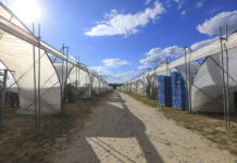 Truskawki i maliny w tunelach. Elementy sukcesu i przyszłość produkcji