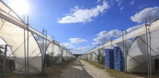 Truskawki i maliny w tunelach. Elementy sukcesu i przyszłość produkcji