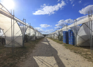 Truskawki i maliny w tunelach. Elementy sukcesu i przyszłość produkcji