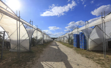 Truskawki i maliny w tunelach. Elementy sukcesu i przyszłość produkcji