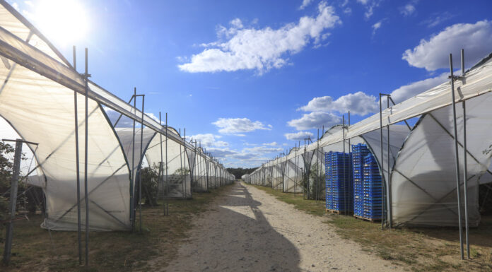 Truskawki i maliny w tunelach. Elementy sukcesu i przyszłość produkcji