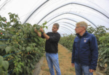 Maliny we wrześniu. Zbiory mogą potrwać do końca listopada