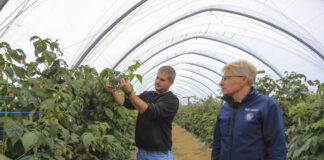 Maliny we wrześniu. Zbiory mogą potrwać do końca listopada