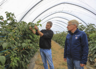 Maliny we wrześniu. Zbiory mogą potrwać do końca listopada