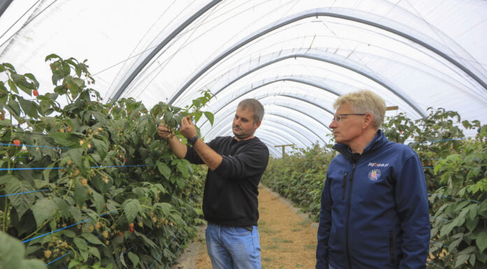 Maliny we wrześniu. Zbiory mogą potrwać do końca listopada