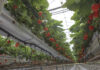 Ciężki sezon dla belgijskich plantatorów truskawek, ale ceny idą w górę