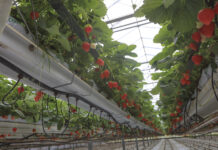 Ciężki sezon dla belgijskich plantatorów truskawek, ale ceny idą w górę
