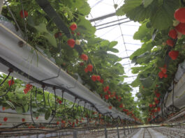 Ciężki sezon dla belgijskich plantatorów truskawek, ale ceny idą w górę