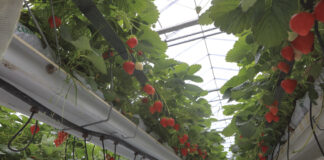 Ciężki sezon dla belgijskich plantatorów truskawek, ale ceny idą w górę
