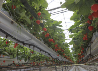 Ciężki sezon dla belgijskich plantatorów truskawek, ale ceny idą w górę