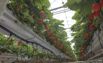 Ciężki sezon dla belgijskich plantatorów truskawek, ale ceny idą w górę