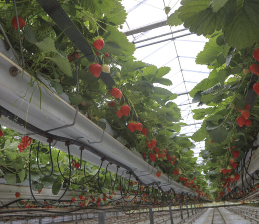 Ciężki sezon dla belgijskich plantatorów truskawek, ale ceny idą w górę