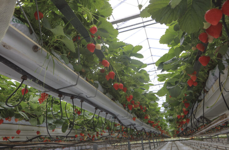 Ciężki sezon dla belgijskich plantatorów truskawek, ale ceny idą w górę