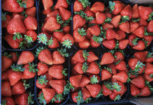 Najpopularniejsze odmiany truskawek w Polsce w 2025 roku. Grunt, tunele i szklarnie