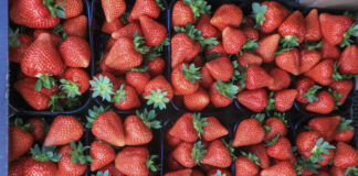 Najpopularniejsze odmiany truskawek w Polsce w 2025 roku. Grunt, tunele i szklarnie