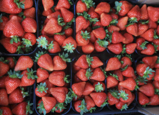 Najpopularniejsze odmiany truskawek w Polsce w 2025 roku. Grunt, tunele i szklarnie