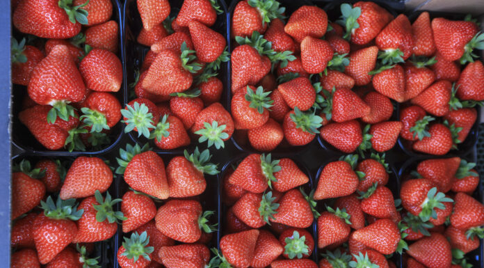 Najpopularniejsze odmiany truskawek w Polsce w 2025 roku. Grunt, tunele i szklarnie