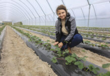 Zaczynamy uprawę truskawek w tunelach na zagonach. Co warto wiedzieć o nawożeniu?
