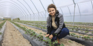 Zaczynamy uprawę truskawek w tunelach na zagonach. Co warto wiedzieć o nawożeniu?