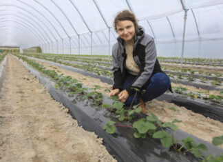 Zaczynamy uprawę truskawek w tunelach na zagonach. Co warto wiedzieć o nawożeniu?