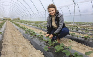 Zaczynamy uprawę truskawek w tunelach na zagonach. Co warto wiedzieć o nawożeniu?