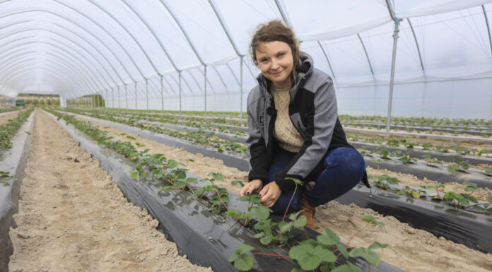 Zaczynamy uprawę truskawek w tunelach na zagonach. Co warto wiedzieć o nawożeniu?