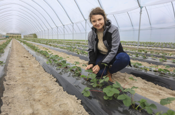 Zaczynamy uprawę truskawek w tunelach na zagonach. Co warto wiedzieć o nawożeniu?