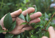 W osiem minut grad zniszczył wszystko. Jak udało się odbudować plantację borówki po gradobiciu