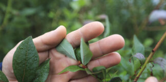 W osiem minut grad zniszczył wszystko. Jak udało się odbudować plantację borówki po gradobiciu