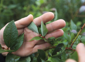 W osiem minut grad zniszczył wszystko. Jak udało się odbudować plantację borówki po gradobiciu