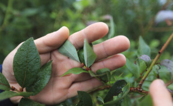 W osiem minut grad zniszczył wszystko. Jak udało się odbudować plantację borówki po gradobiciu