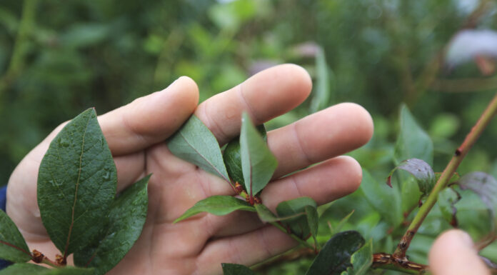 W osiem minut grad zniszczył wszystko. Jak udało się odbudować plantację borówki po gradobiciu