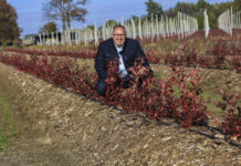 Borówka po pierwszym sezonie. Te rośliny są trzy razy większe od „kontroli”