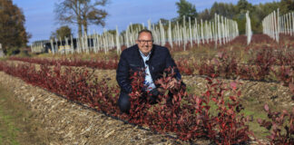 Borówka po pierwszym sezonie. Te rośliny są trzy razy większe od „kontroli”
