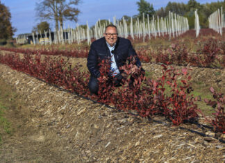 Borówka po pierwszym sezonie. Te rośliny są trzy razy większe od „kontroli”