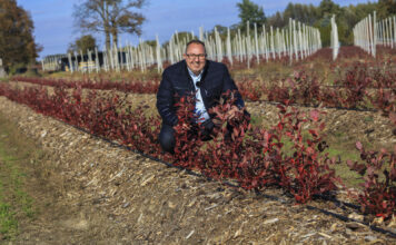 Borówka po pierwszym sezonie. Te rośliny są trzy razy większe od „kontroli”