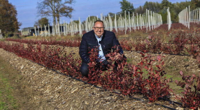 Borówka po pierwszym sezonie. Te rośliny są trzy razy większe od „kontroli”