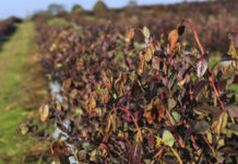 Czy jesienne przymrozki mogą mieć wpływ na planowanie borówki?