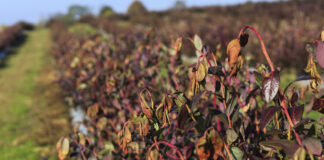 Czy jesienne przymrozki mogą mieć wpływ na planowanie borówki?