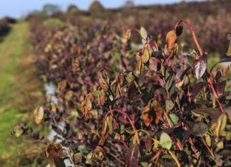 Czy jesienne przymrozki mogą mieć wpływ na planowanie borówki?