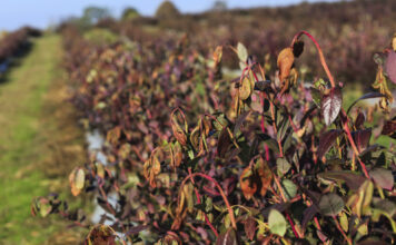Czy jesienne przymrozki mogą mieć wpływ na planowanie borówki?