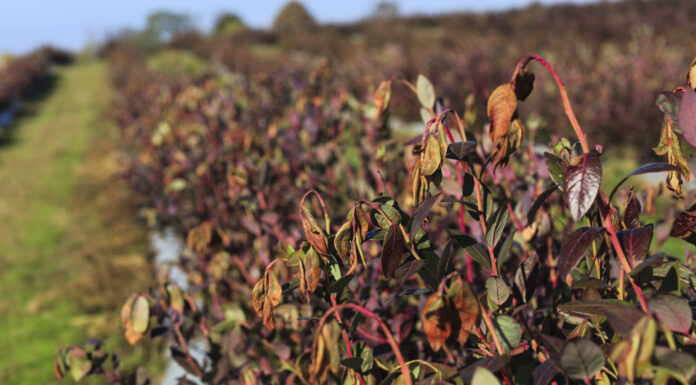 Czy jesienne przymrozki mogą mieć wpływ na planowanie borówki?