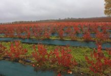 Jesienny fenomen borówkowych plantacji. Zobaczcie, jak bajecznie wygląda borówka jesienią!
