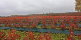 Jesienny fenomen borówkowych plantacji. Zobaczcie, jak bajecznie wygląda borówka jesienią!